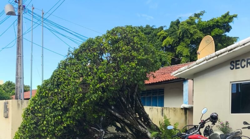 Árvore em frente à Secretaria de Educação de Japaratinga tomba durante a madrugada após chuva